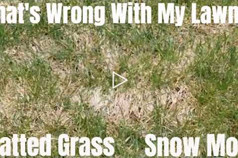 Matted Grass?!! How to repair snow mold fungus and winter die out thatch.