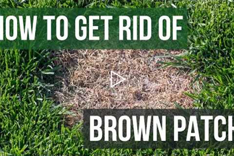 How to Get Rid of Brown Patch (4 Easy Steps)