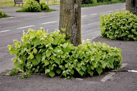 Dealing With Tree Suckers