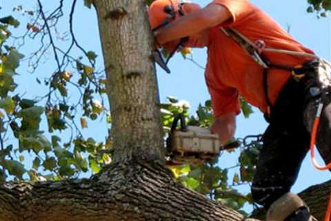 Factors an Arborist Should Consider When Pricing a Tree Job