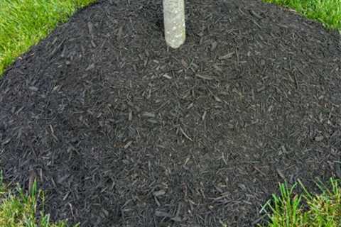 Over-Mulching Issues with Trees and Shrubs