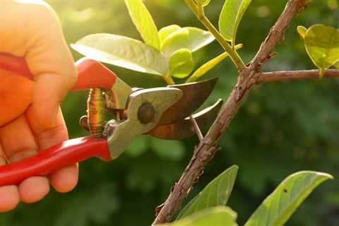 Shrub Pruning in Summer