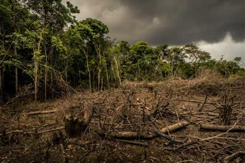 Ways Climate Change Impacts Forests