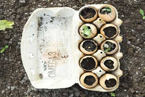 Three Ways To Use Eggshells In Your Garden (and Three To Skip)