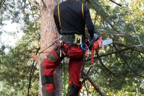 Tree Surgeon Wester Auchinloch Specialist Tree Removal Felling And Tree Dismantling Throughout..