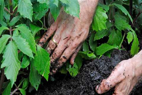 When to mulch your garden uk?