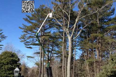 North Shore of Boston Company Becoming Well-Known for Its Safe and Efficient Tree Removal Service