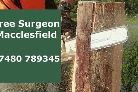 Tree Surgeon Lacey Green