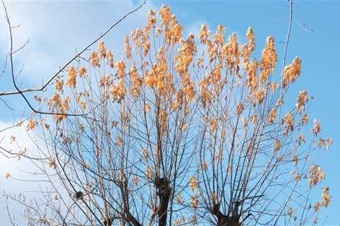 How do you revive an over pruned tree?