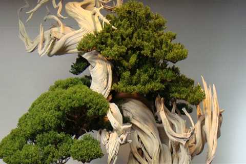 How long do dwarf bonsai trees live?