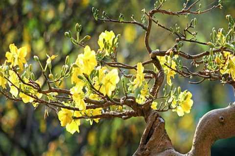 Can bonsai live in artificial light?