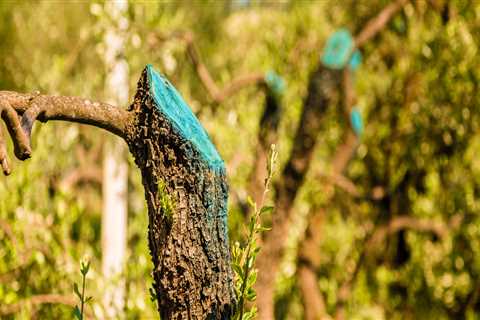 How long does it take for a tree to recover from pruning?