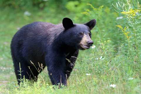 Is Your Yard Bear Proof?