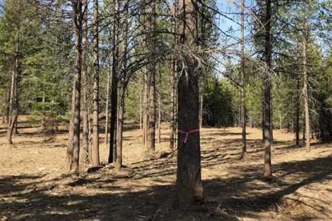 What is the biggest forestry mulcher?