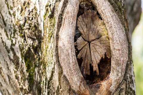 Can tree fungus be cured?