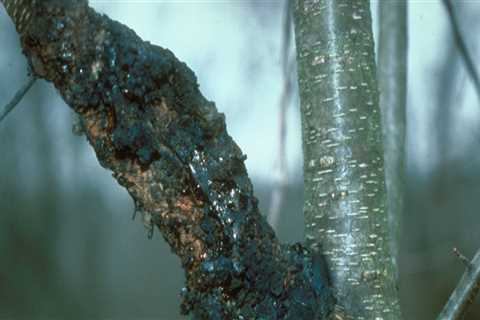 What diseases affect trees?