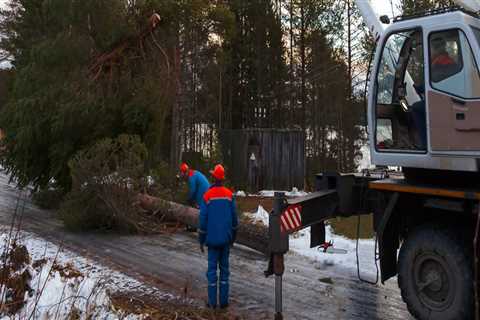 How To Prepare For A Successful Tree Relocation Or Removal In Petal, MS