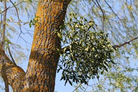 Should You Try To Grow Mistletoe?