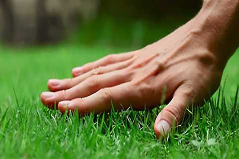 What's the difference between landscaping and lawn care?