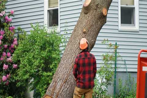 How much does it cost to chop a tree?