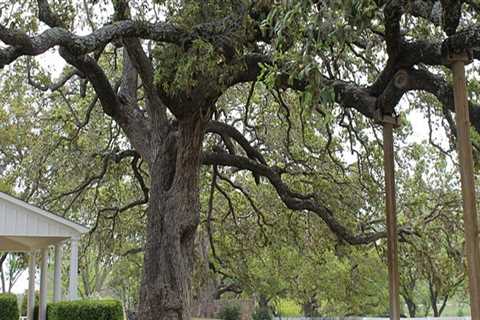 What tree can be planted close to a house?