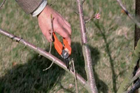 Which tree branches to prune?