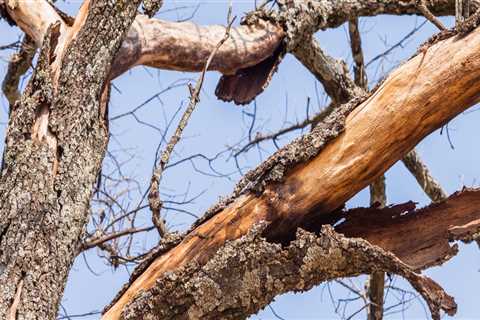 Why do dead trees need to be removed?