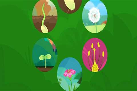 What are the stages of plant cycle?