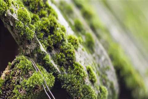 What time of year is best to remove moss from roof?