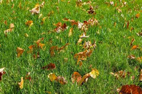 How cold is too cold to fertilize lawn?