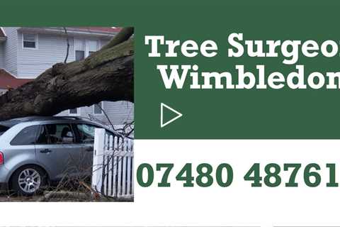 Tree Surgeon Wimbledon Stump Removal & Grinding Pruning Felling Tree Surgeons  Near Me