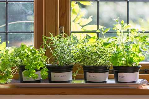 Starting an Indoor Herb Garden