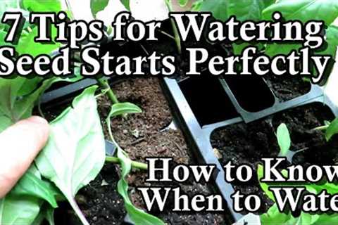 7 Tips for Watering Indoor Seed Starts & How to Know They Need Watering: A Seed Starting Series