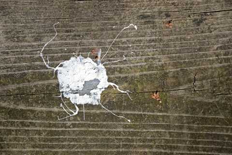 How To Clean Bird Poop Off Wood Siding