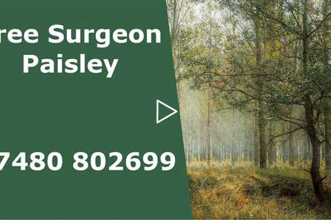 Tree Surgeon Paisley Emergency Tree Surgery Root Removal Stump Removal And Other Tree Services