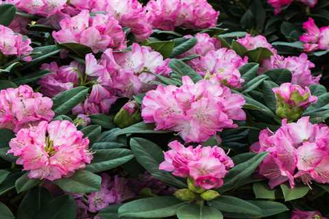 How To Plant and Care for Rhododendrons