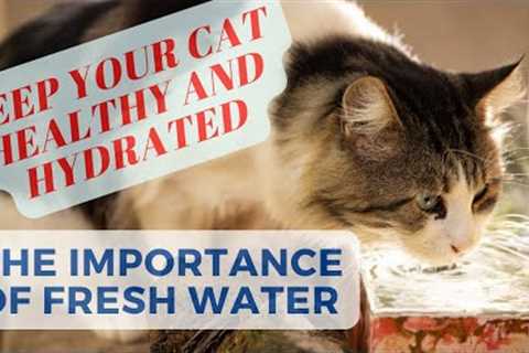 Keep Your Cat Healthy and Hydrated: The Importance of Fresh Water