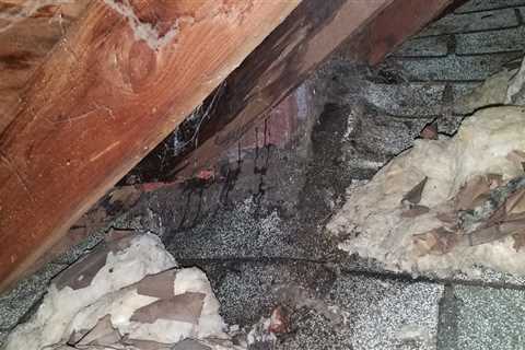 Can wet insulation cause mold?