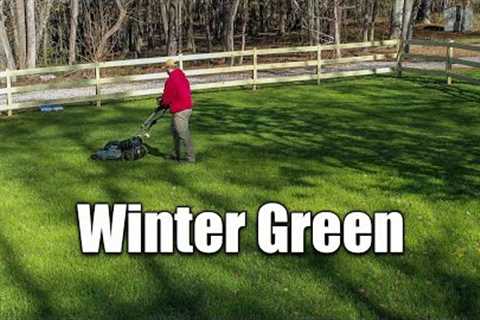 Winter Rye Grass Lawn Care