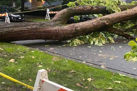 How to clean Debris after Tree Cutting