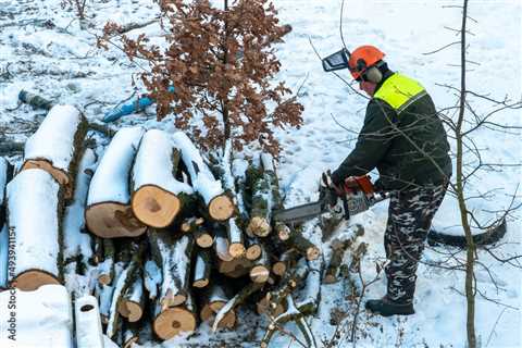 Why is Winter the Best Time to Cut Down Trees in Florida?