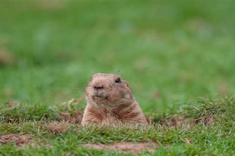 Who is the Groundhog, Exactly? The Quirky History of Punxsutawney Phil