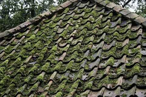 Why Roof Moss Removal Is Necessary