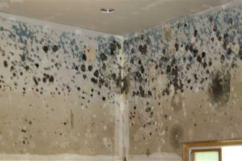 Who removes mold from homes?