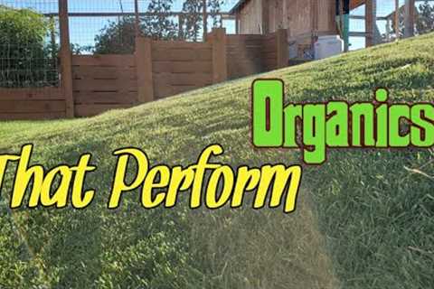 Organic Fall Lawn Plans Explained