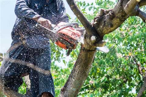 4 of the Best Tools for Trimming Trees – A Checklist