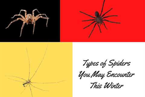 Kitchener Pest Control: Types of Spiders You May Encounter This Winter