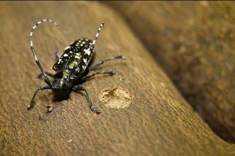 Free Asian Long-Horned Beetle Webinar From EPA Center Of Integrated Pest Managment