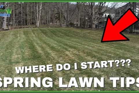 Spring Lawn Care (For Beginners) - WHAT TO DO FIRST!