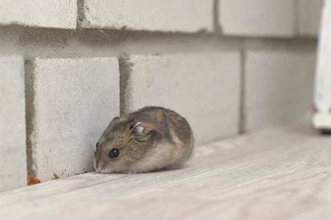 Mouse In The House? No More! How To Get Rid Of Mice In Apartment And Keep Them From Returning -..